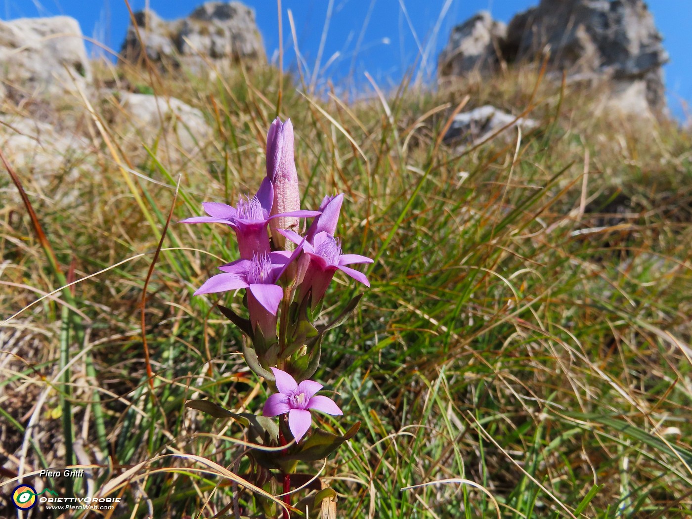 33 Gentianella anisodonta - Genzianella anisodonta baciata dal sole.JPG